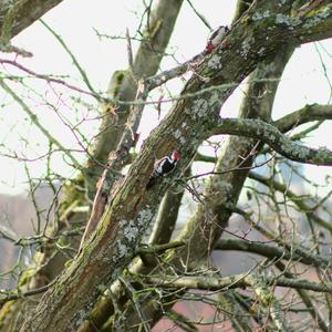 Middle Spotted Woodpecker