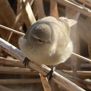 Common Chiffchaff