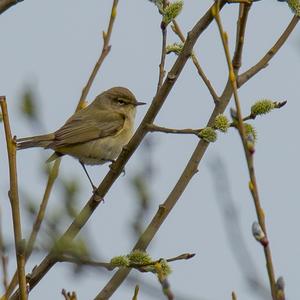 Common Chiffchaff