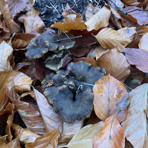 Trumpet Chanterelle