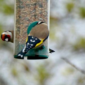 European Goldfinch