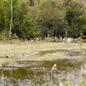 Roseate Spoonbill