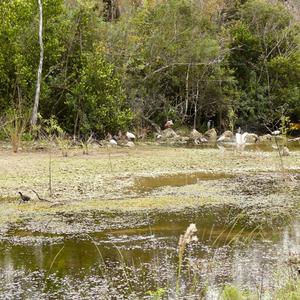 Roseate Spoonbill