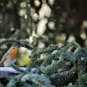 European Robin