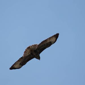 Common Buzzard