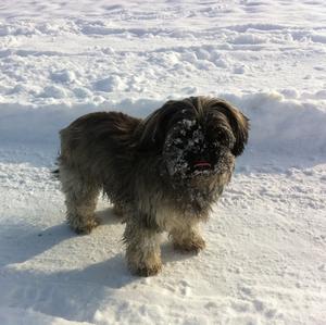 Unknown Breed