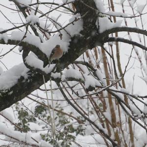 Eurasian Chaffinch