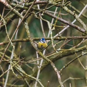 Blue Tit