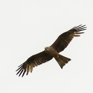 Black Kite