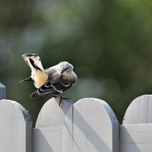 Northern Mockingbird