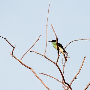 Blue-throated Bee-eater