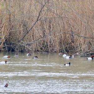 Common Pochard