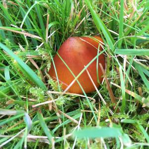 Blackening Wax-cap