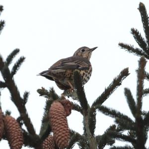 Song Thrush