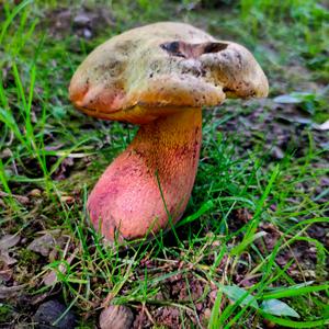 Lurid Bolete