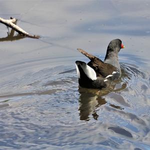 Common Moorhen