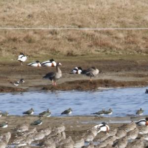 Greater White-fronted Goose