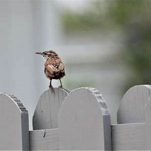 Carolina Wren