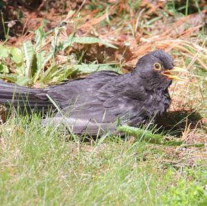 Eurasian Blackbird