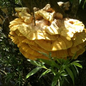 Chicken Mushroom