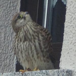 Common Kestrel