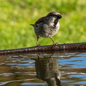 Eurasian Tree Sparrow