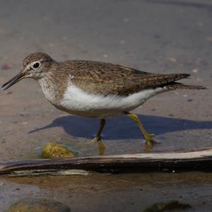 Common Sandpiper