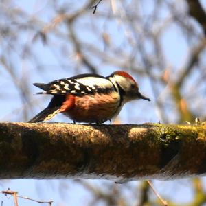 Middle Spotted Woodpecker