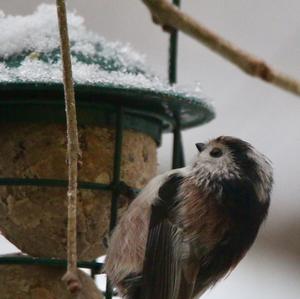 Long-tailed Tit