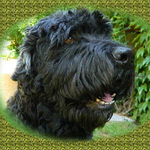 Black Russian Terrier