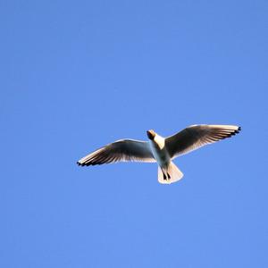 Black-headed Gull