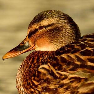 Mallard