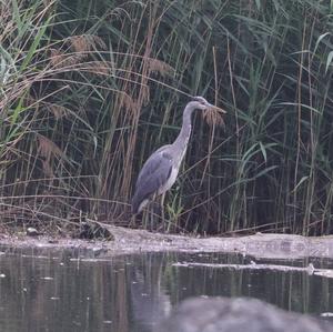 Grey Heron