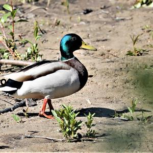 Mallard