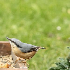 Wood Nuthatch