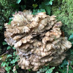 Hen-of-the-Woods