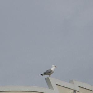 Herring Gull