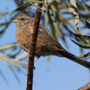 Rock Bunting