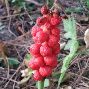 Wild Arum