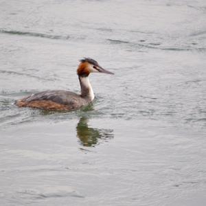 Great Crested Grebe