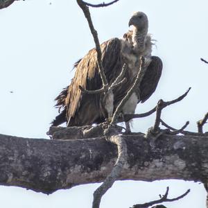 White-rumped Vulture