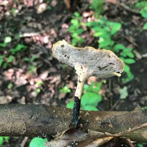 Black-footed Polypore