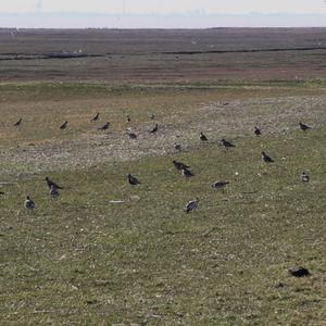 Eurasian Golden Plover