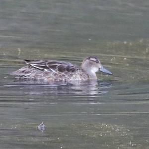 Garganey