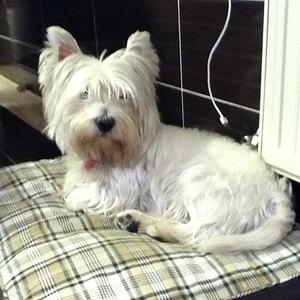 West Highland White Terrier