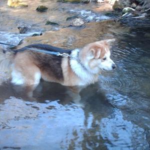 Alaskan Malamute