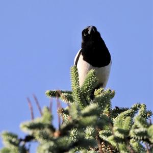 Black-billed Magpie