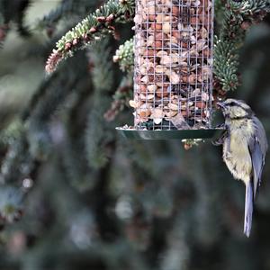 Blue Tit