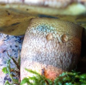 Lurid Bolete