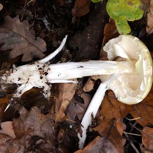 Death Cap